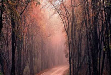 狗子28：[花滑]世界花样滑冰锦标赛 双人自由滑.